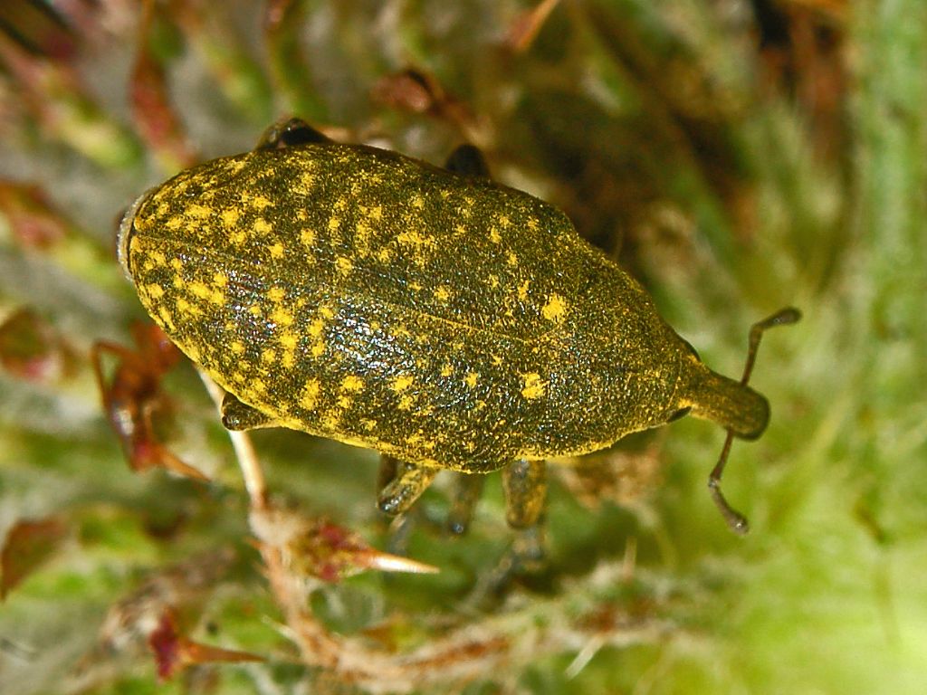 Curculionidae ID